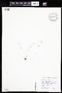 Bulbostylis capillaris image