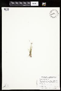 Bulbostylis capillaris image