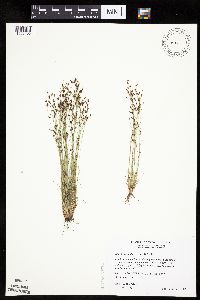 Bulbostylis capillaris image