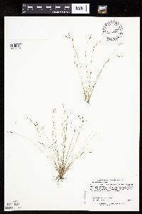 Bulbostylis capillaris image