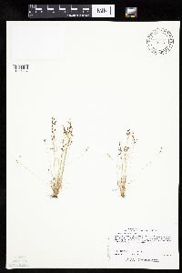 Bulbostylis capillaris image