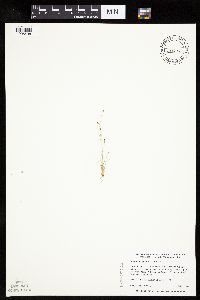 Bulbostylis capillaris image