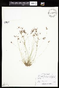Bulbostylis capillaris image