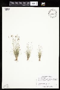 Bulbostylis capillaris image