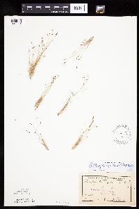 Bulbostylis capillaris image