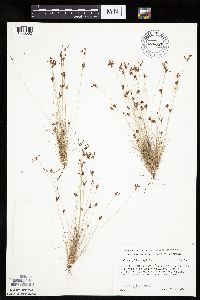Bulbostylis capillaris image