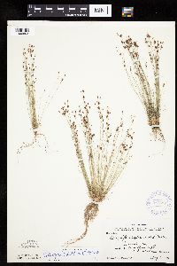Bulbostylis capillaris image