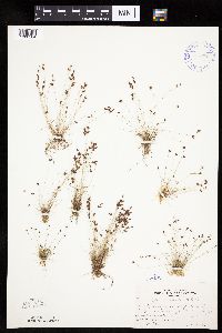 Bulbostylis capillaris image