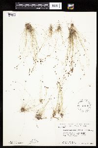 Bulbostylis capillaris image