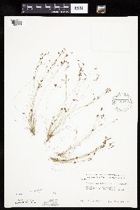 Bulbostylis capillaris image