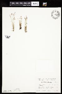 Bulbostylis capillaris image