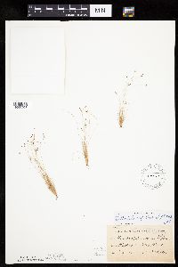 Bulbostylis capillaris image