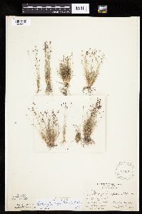 Bulbostylis capillaris image