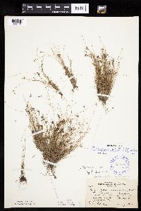 Bulbostylis capillaris image