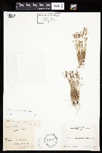 Bulbostylis capillaris image