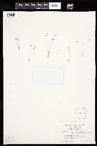 Bulbostylis capillaris image