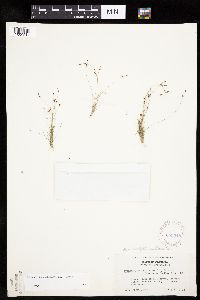 Bulbostylis capillaris image