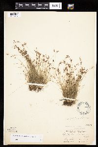 Bulbostylis capillaris image