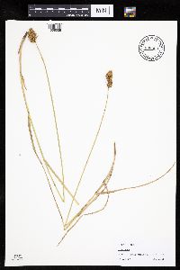 Carex adusta image