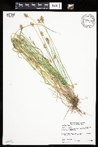 Carex adusta image