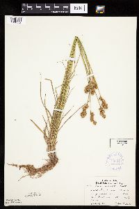 Carex adusta image