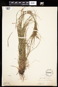 Image of Carex aestivalis