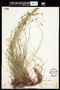 Carex albicans image