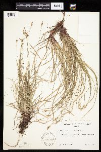 Carex albicans image