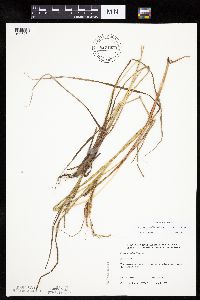 Carex aquatilis var. substricta image
