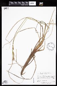 Carex aquatilis var. substricta image