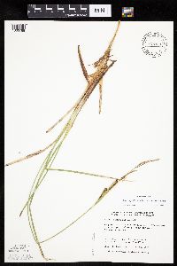 Carex aquatilis var. substricta image