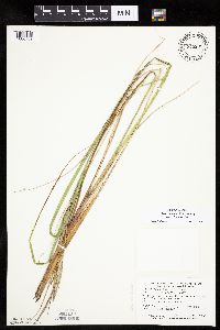 Carex aquatilis var. substricta image