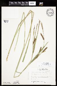 Carex aquatilis var. substricta image