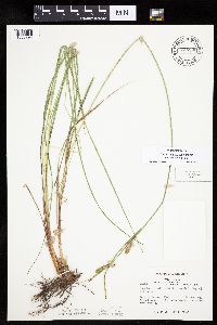 Carex aquatilis var. substricta image