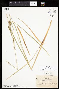 Carex aquatilis var. substricta image