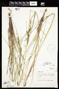Carex aquatilis var. substricta image