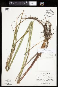 Carex aquatilis var. substricta image