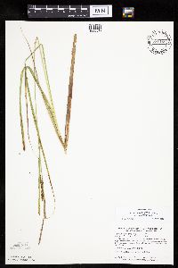 Carex aquatilis var. substricta image