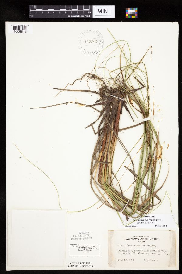 Carex aquatilis var. substricta image