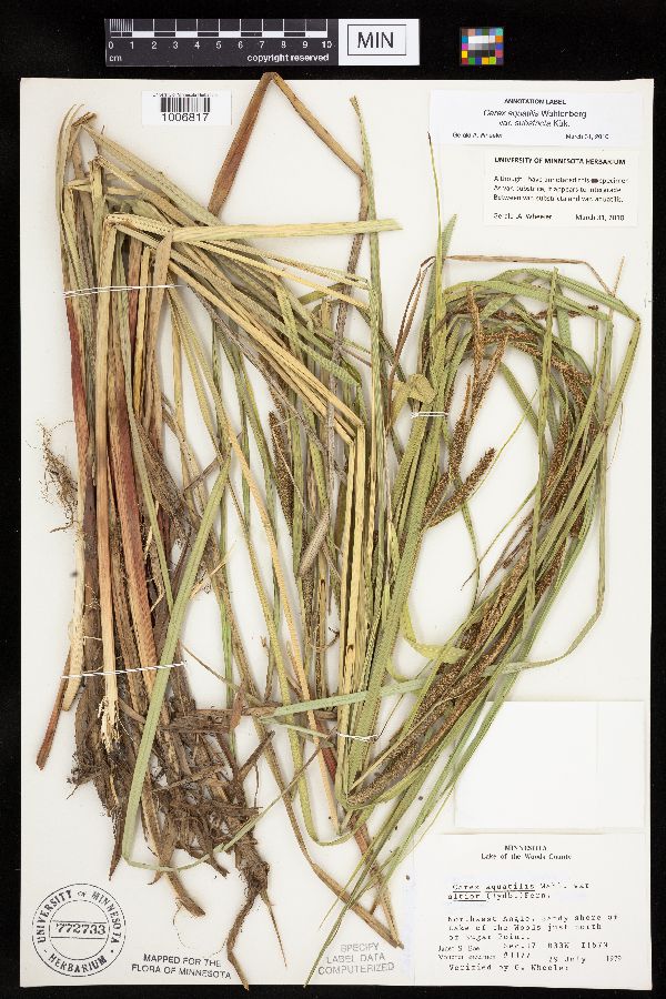 Carex aquatilis image