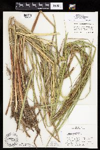Carex aquatilis var. substricta image