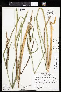 Carex aquatilis var. substricta image