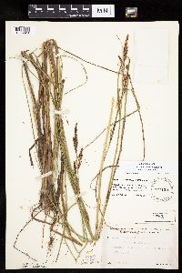 Carex aquatilis image