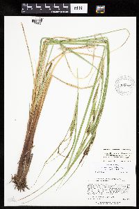 Carex aquatilis var. substricta image