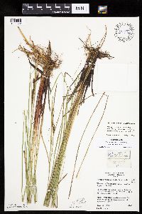 Carex aquatilis var. substricta image