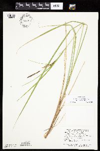 Carex aquatilis image