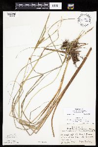 Carex aquatilis var. substricta image