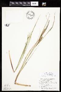 Carex aquatilis var. substricta image