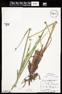 Carex aquatilis var. substricta image