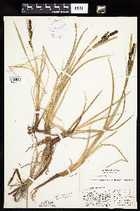 thumbnail image of current specimen
